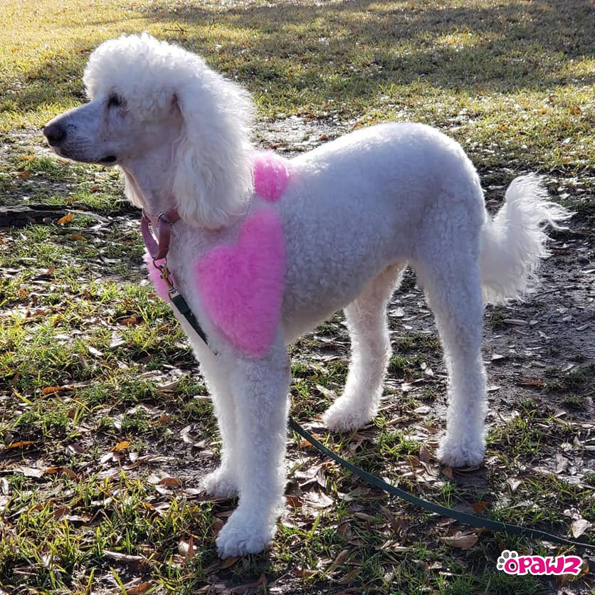 Permanent Dog Hair Dye Charm Pink 8oz by Opawz - Image 5