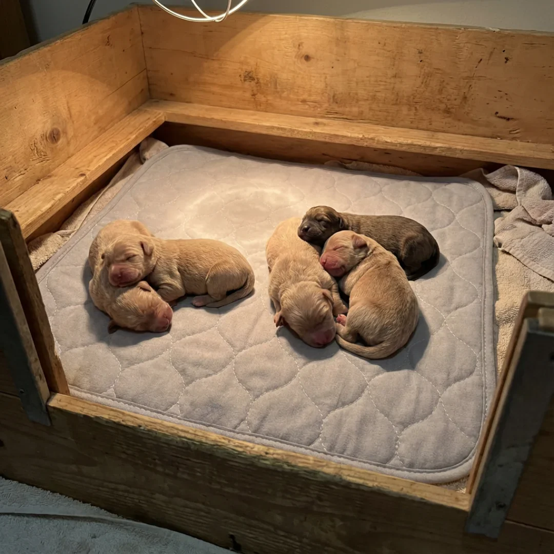 38"x38" Whelping Box Pad by Puppywarmer - Image 6