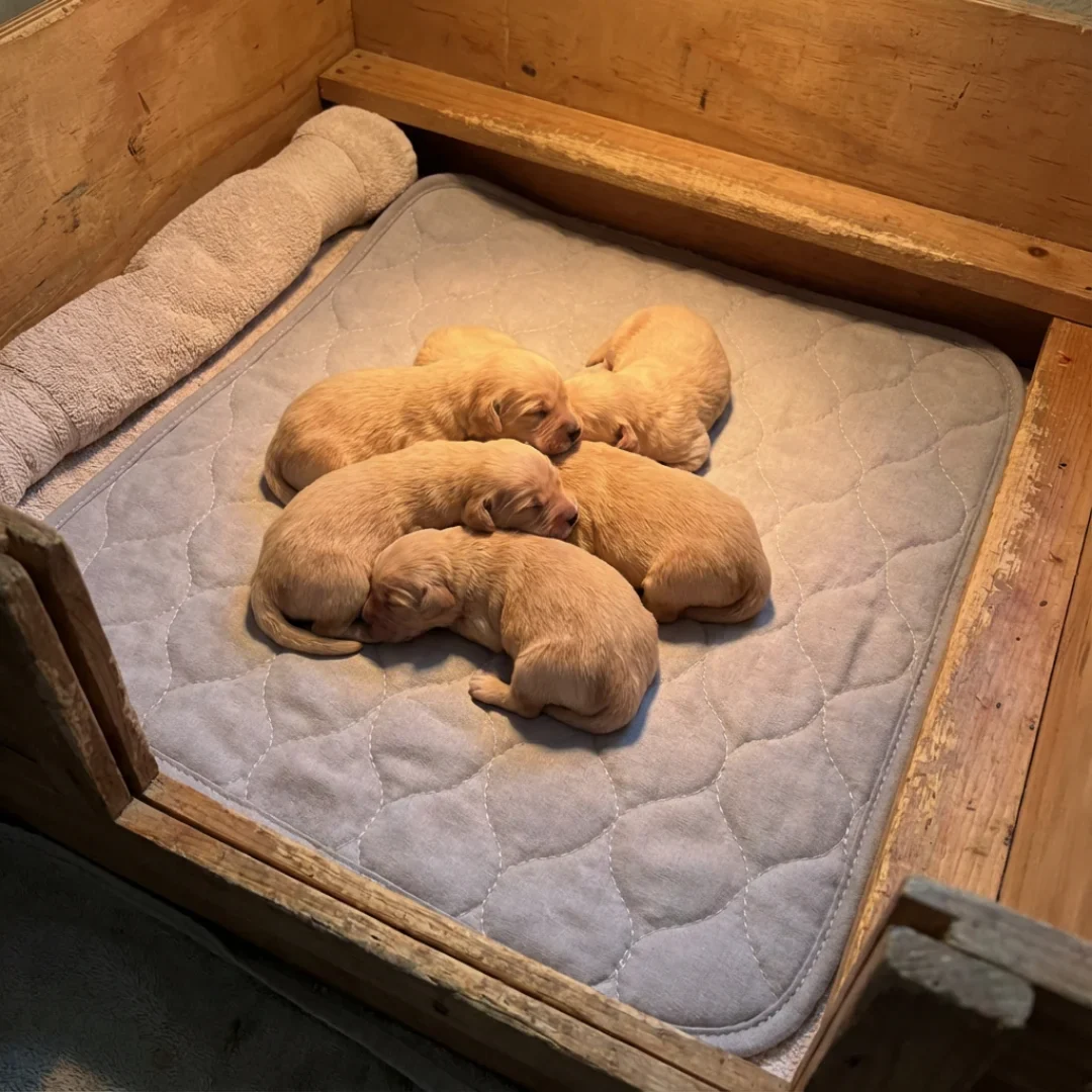 50"x50" Whelping Box Pad by Puppywarmer - Image 5